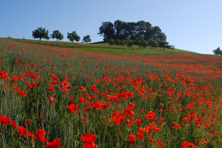 2011 Stühliacker mit Mohn und Galgenhubel