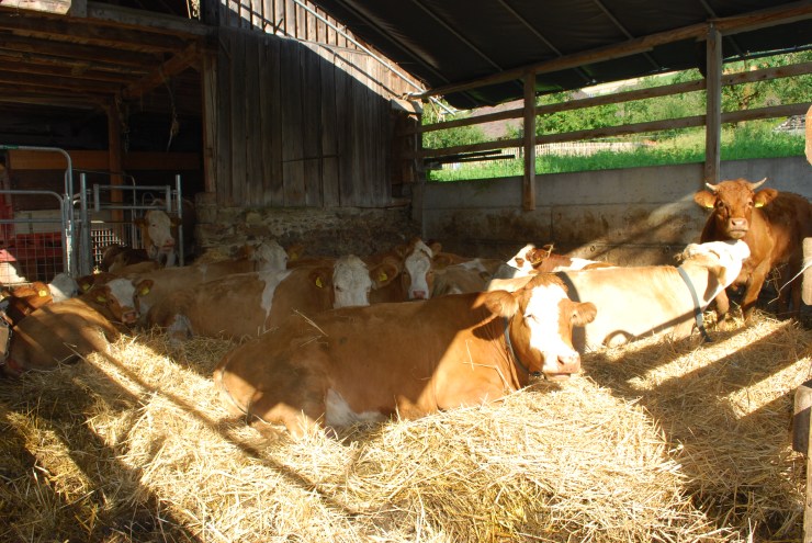 Aug Kühe in Blachenstall
