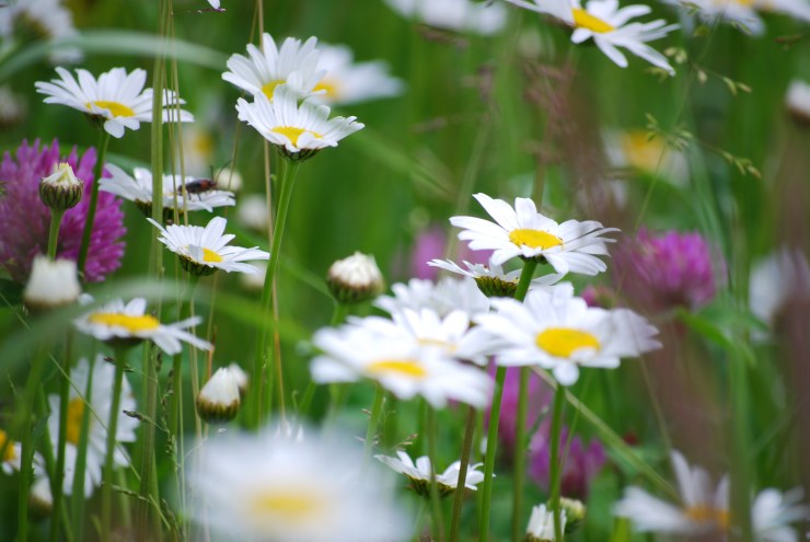 Ökowiese mit Margriten