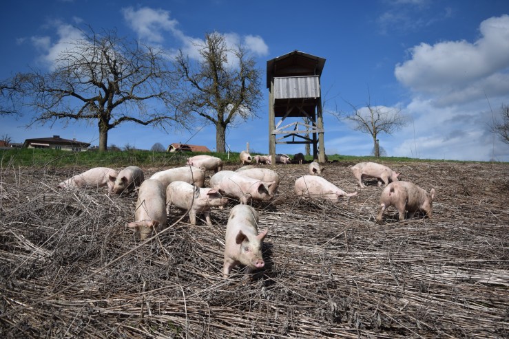 März Schweineweide von Süden