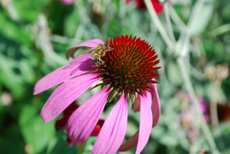 2012 Echinacea
