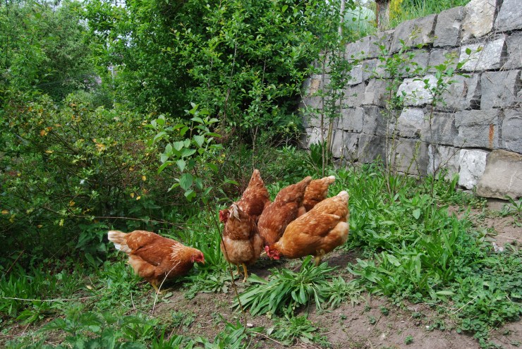 Hühner im Hof