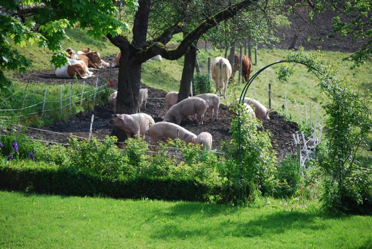 Idylle mit Kühen und Schweinen