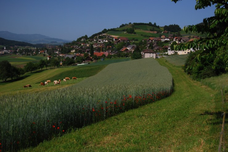 Roggenfeld Blick vom Galgenhubel