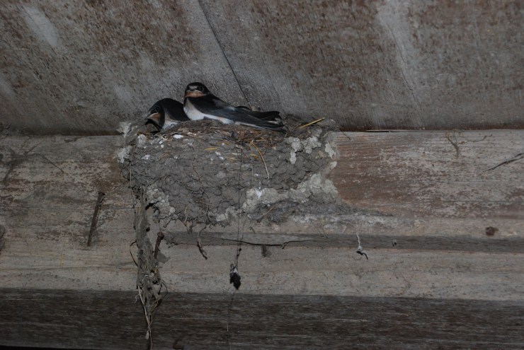 Schwalben im Nest